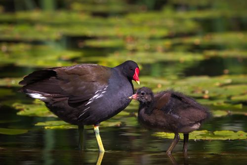 Free Two common moorhens spotted at a lush pond, amidst rich vegetation, highlighting family bonds. Stock Photo
