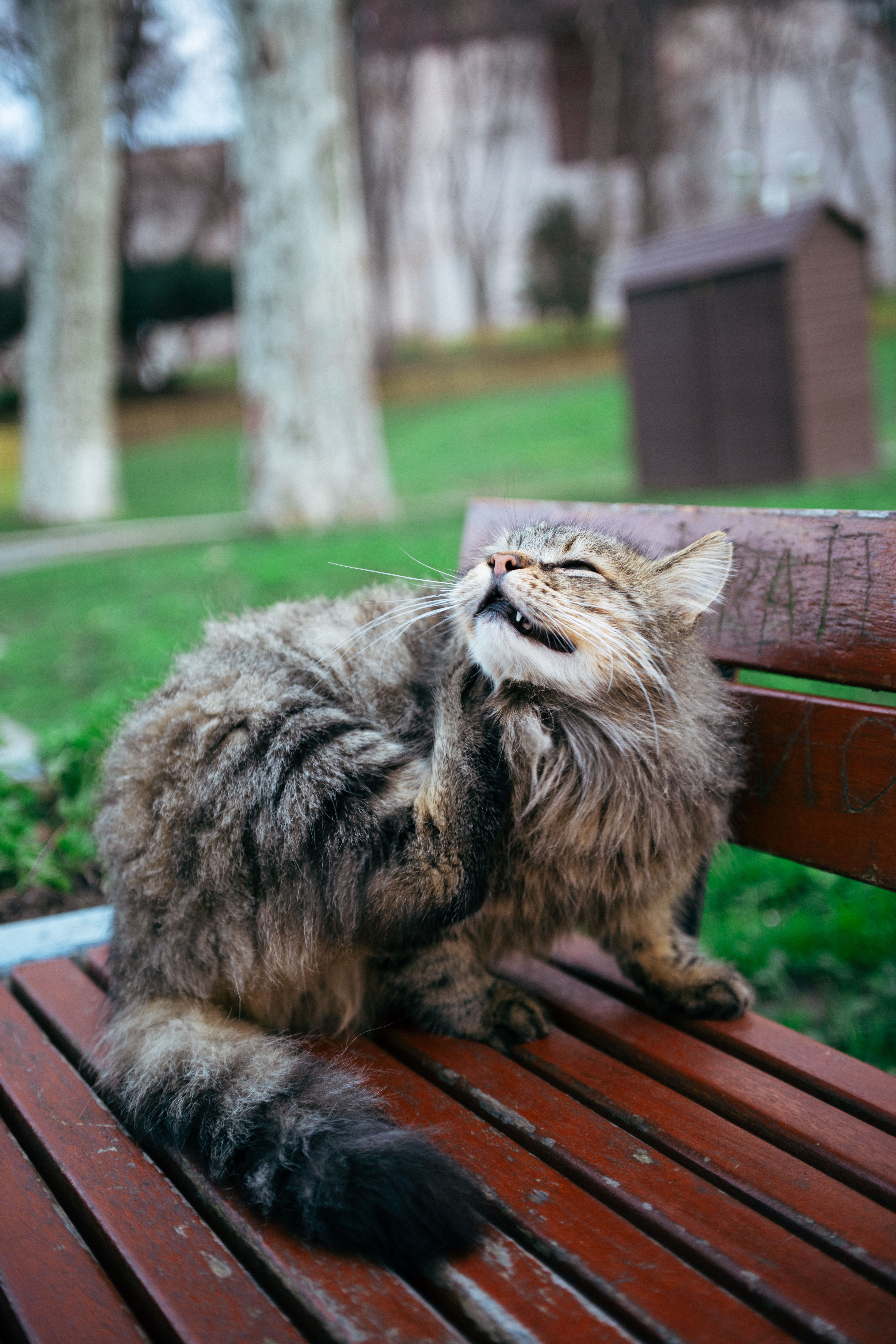 A fluffy tabby cat enjoys a scratch on a park bench in a serene outdoor setting.