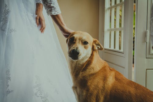 Free stock photo of bride, dog, dress