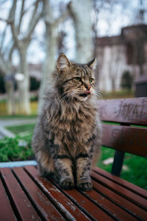 Free Portrait of a fluffy tabby cat sitting on a park bench in a tranquil outdoor setting. Stock Photo