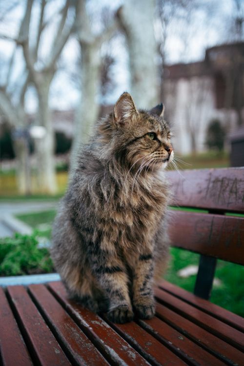 Free A fluffy brown striped cat sits calmly on a park bench, caught in thoughtful gaze outdoors. Stock Photo