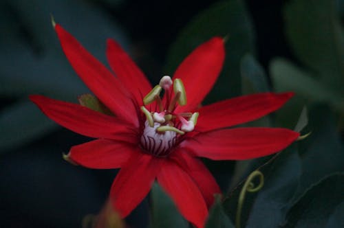 Δωρεάν στοκ φωτογραφιών με passiflora, κόκκινο, λουλούδι