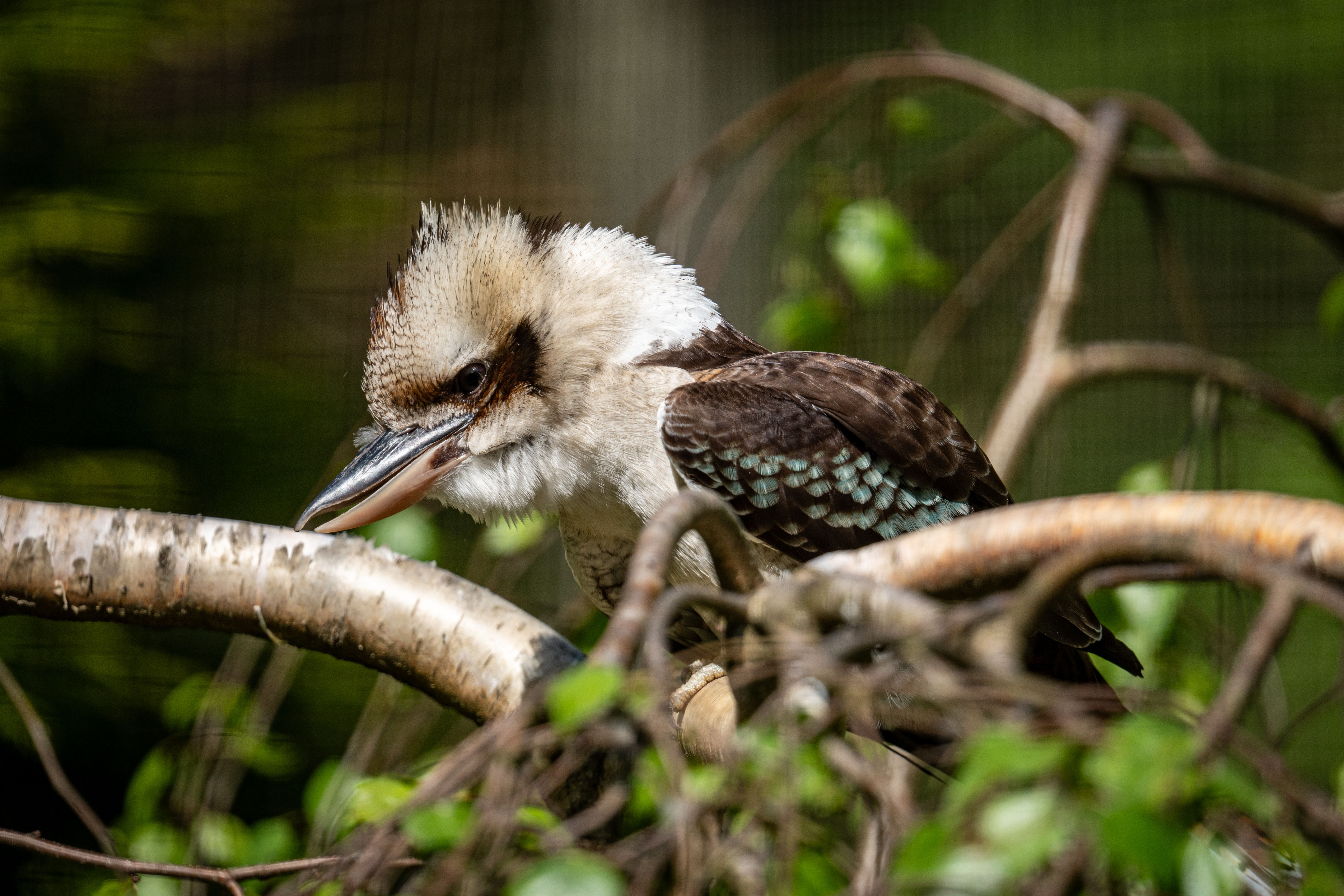 Kookaburra