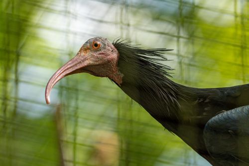 Free Detailed shot of a Northern Bald Ibis (Geronticus eremita) behind mesh in a zoo environment. Stock Photo