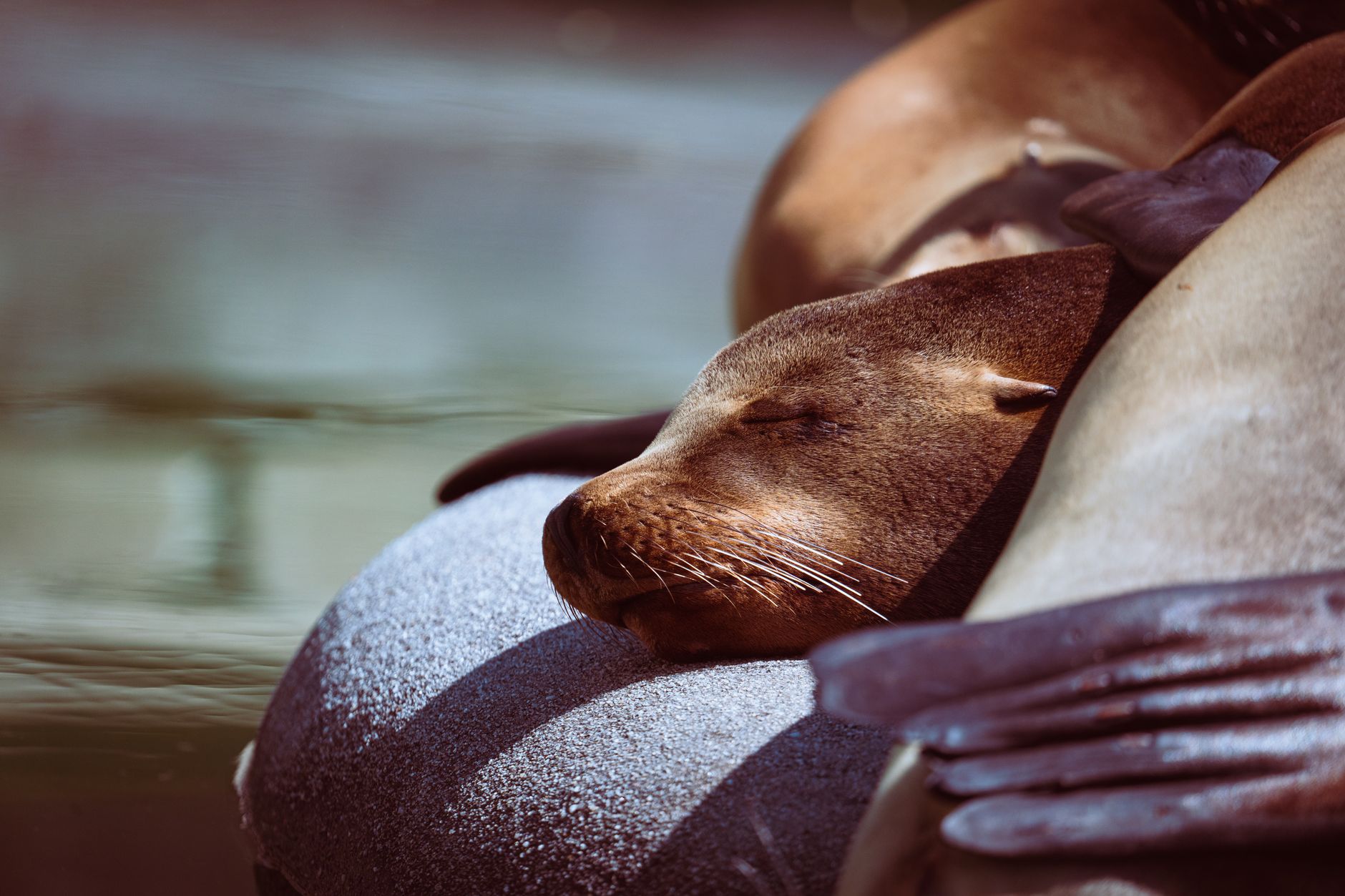 Dolphin sleep one eye open — Curiosidades