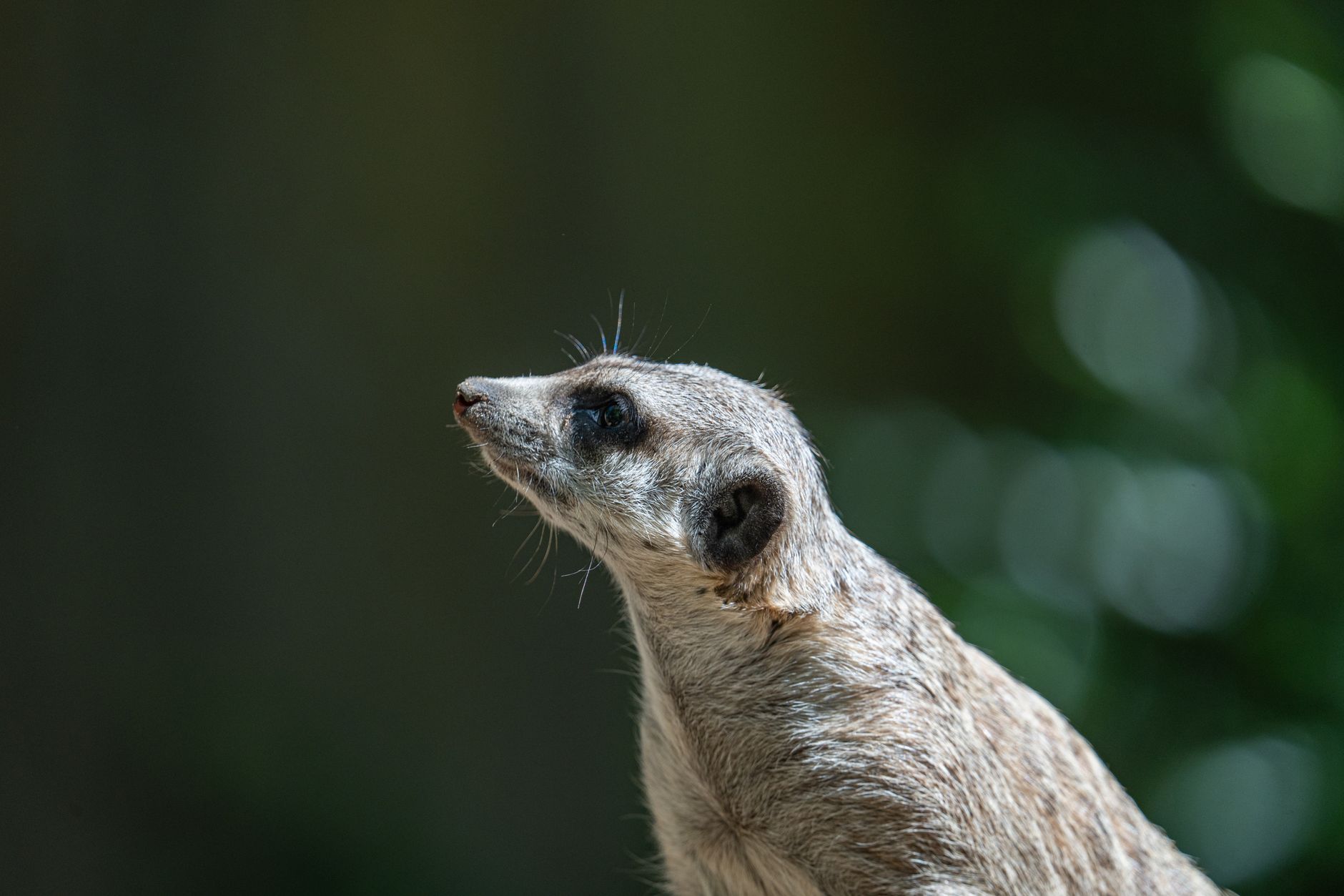 Portrait of a ferret at a veterinary clinic