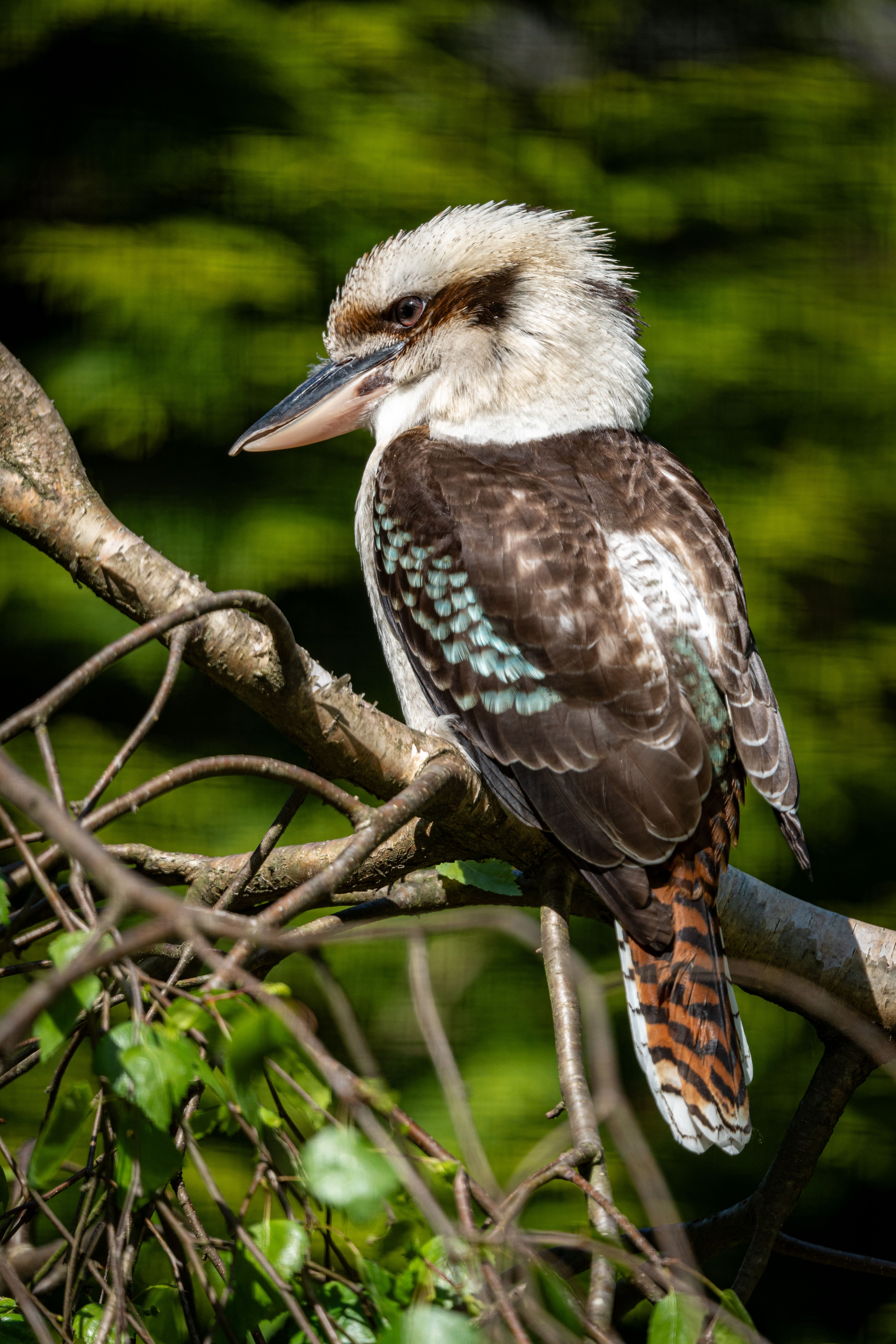 laughing-kookaburra-perched-on-tree-branch-free-stock-photo