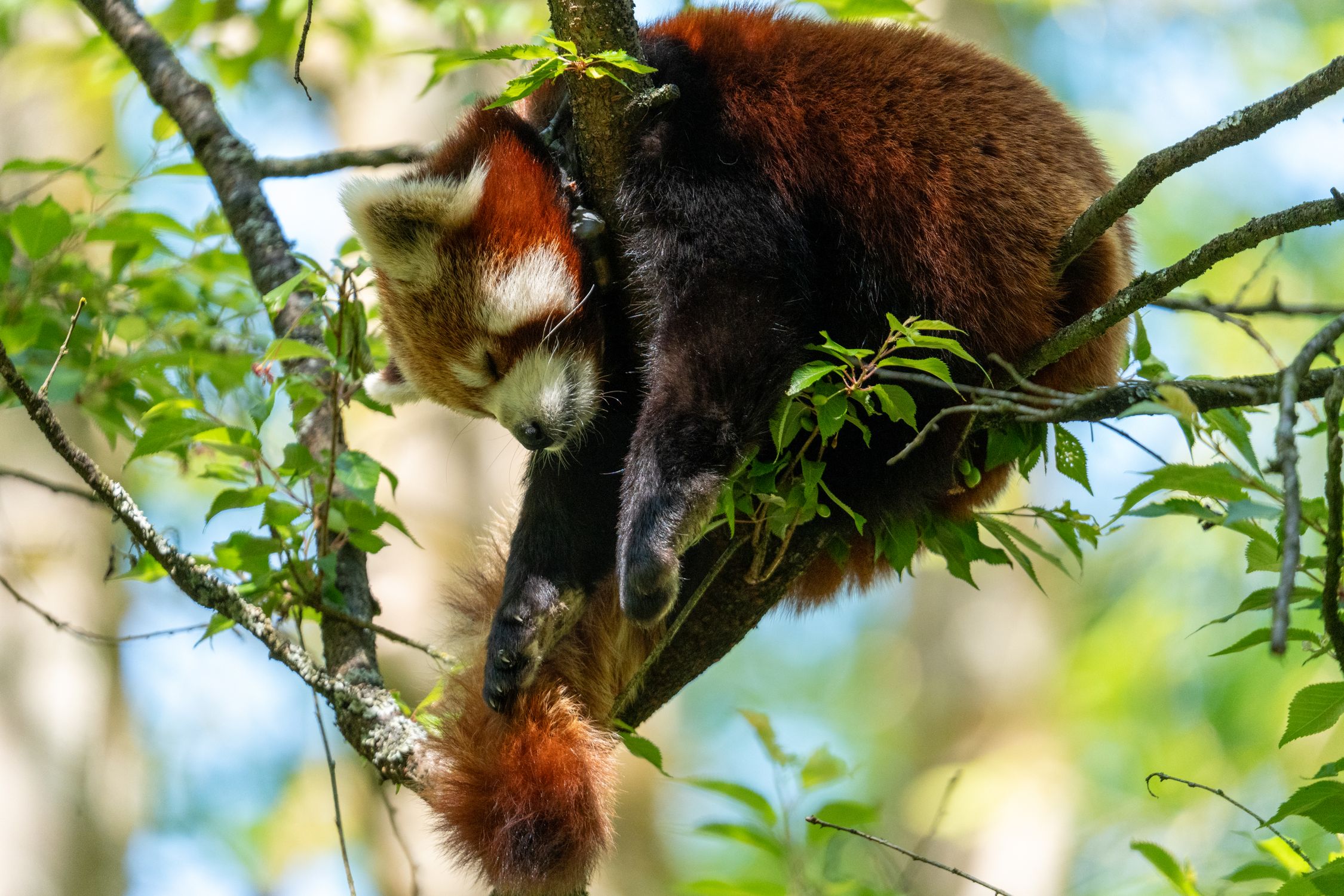Resting Red Panda in a Lush Tree Setting · Free Stock Photo