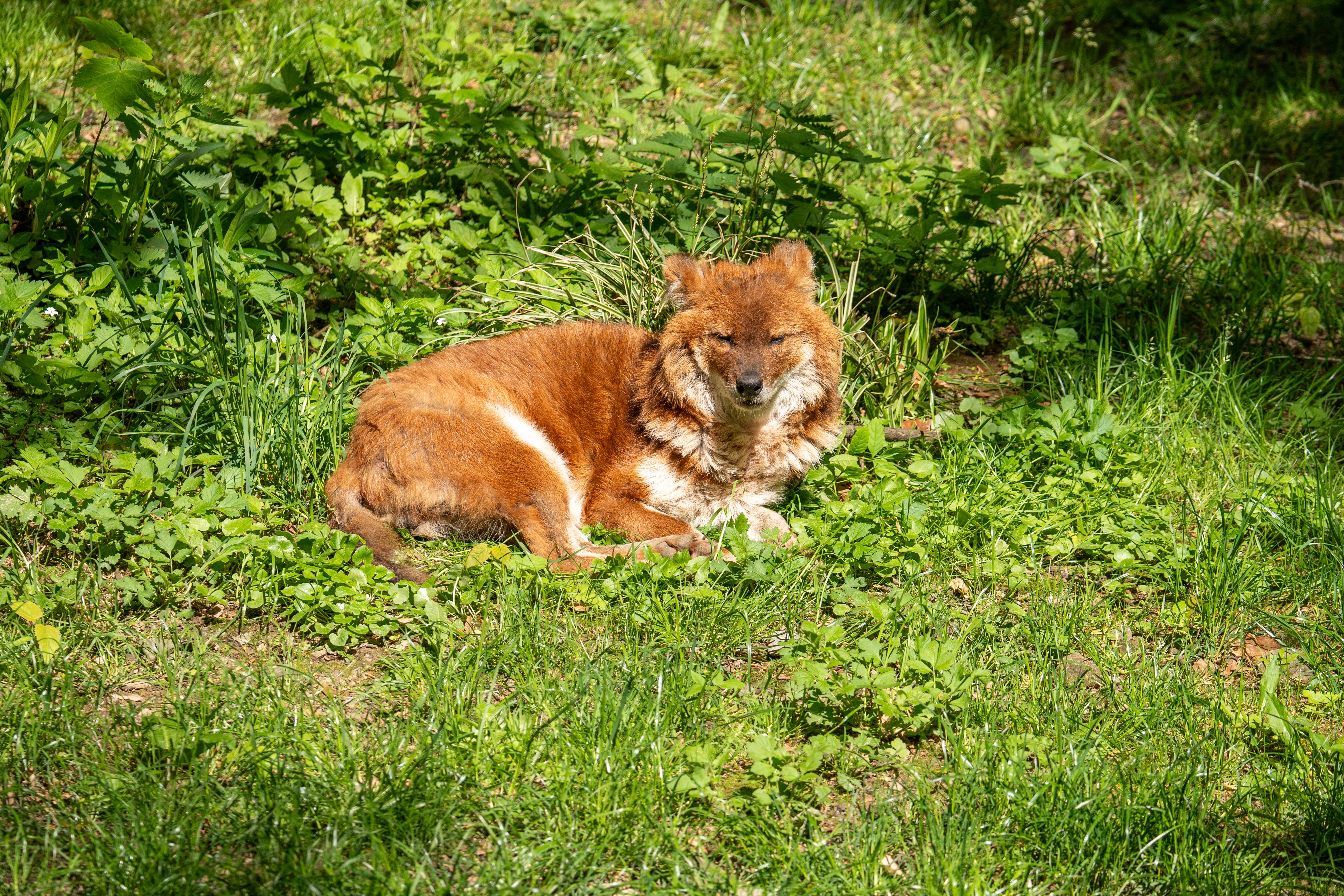 A Dhole resting peacefully amidst green grass and foliage in a forest setting.