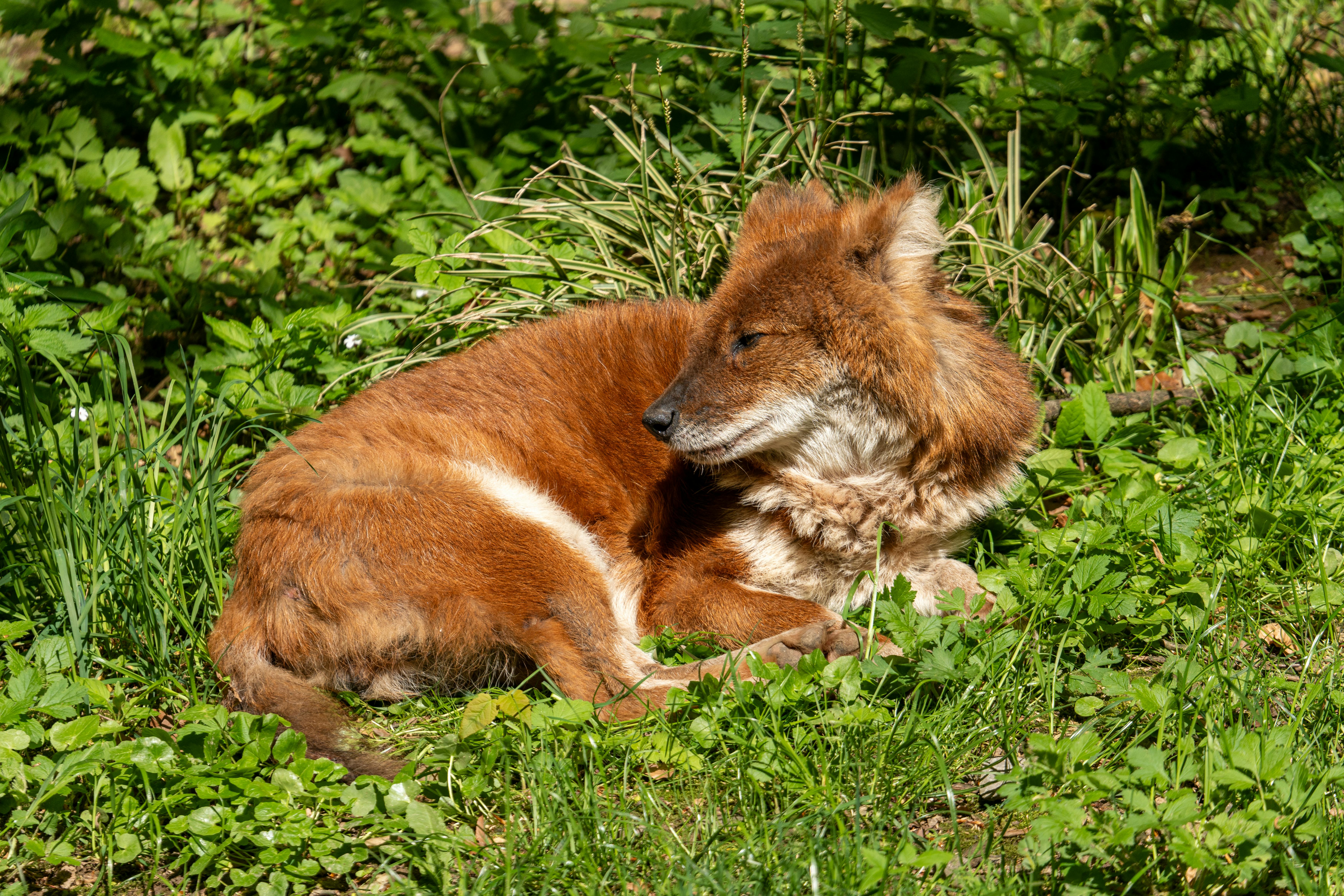 A dhole is resting outdoors surrounded by lush green foliage, basking in the sunlight.