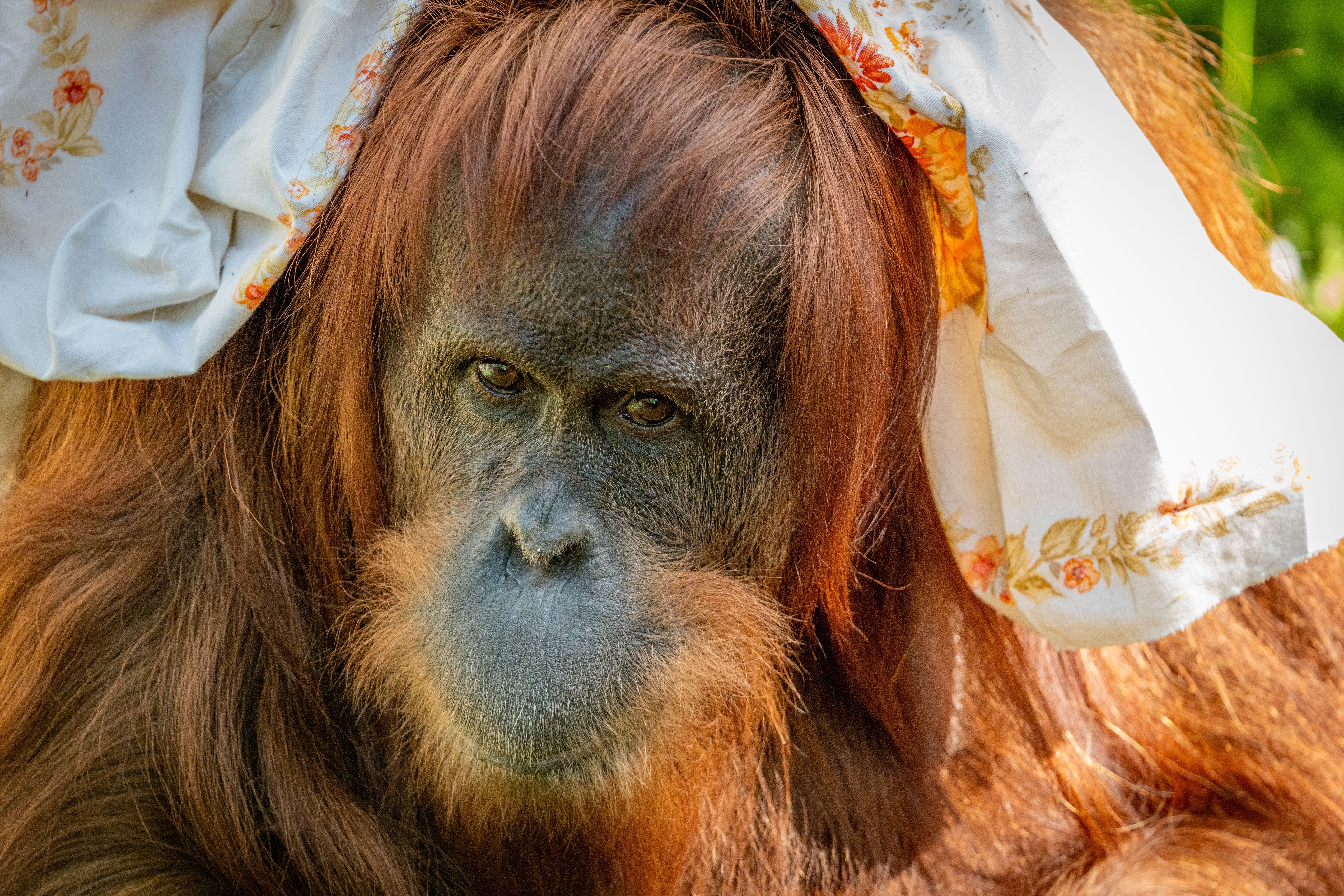 wisata susur sungai di Kalimantan Tengah melihat orangutan liar