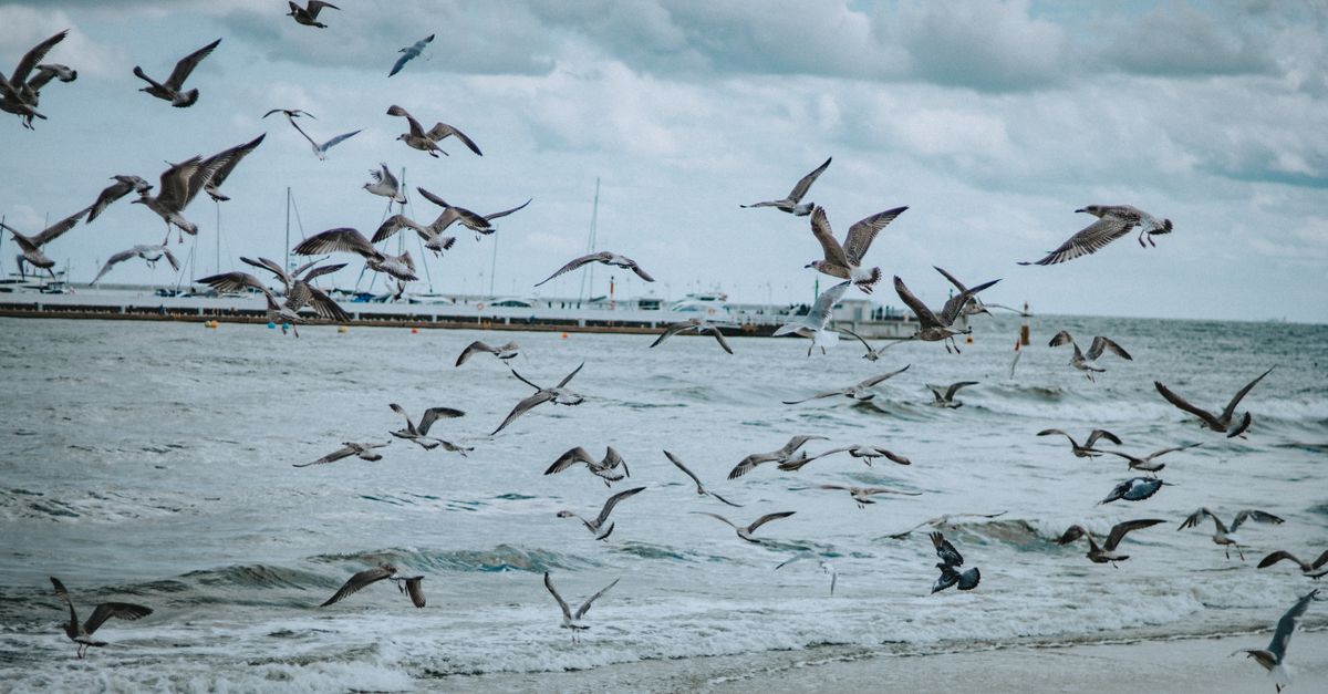 sopot festival