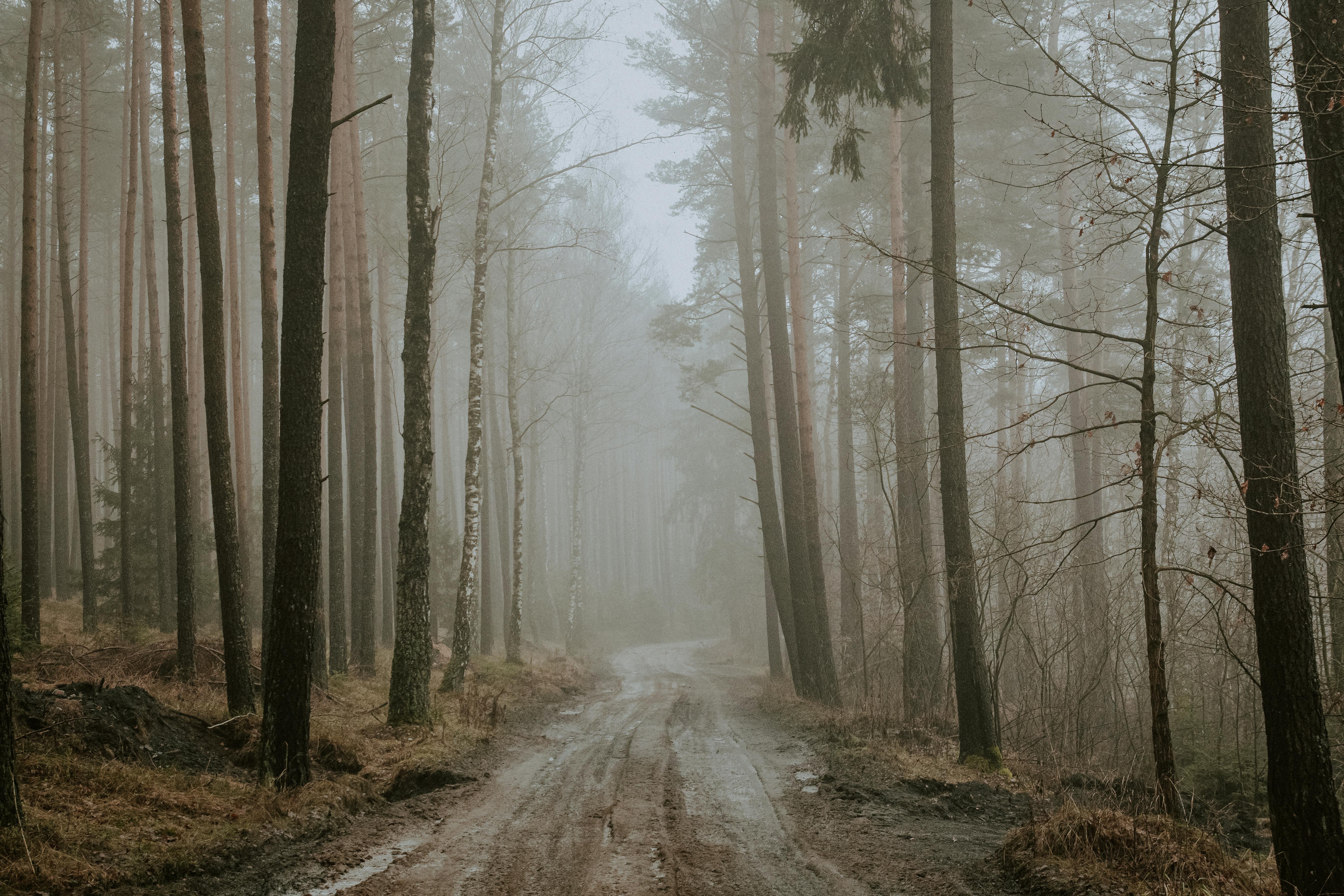 A serene misty forest path in Ocypel, Pomeranian Voivodeship, Poland during a moody day.