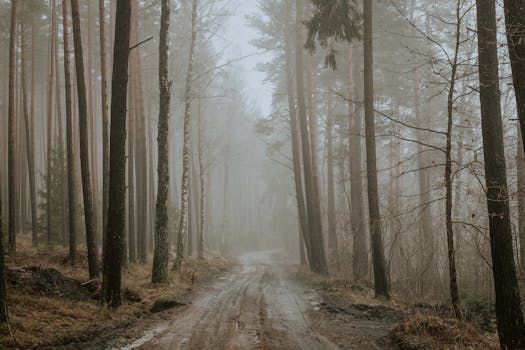 A serene misty forest path in Ocypel, Pomeranian Voivodeship, Poland during a moody day.