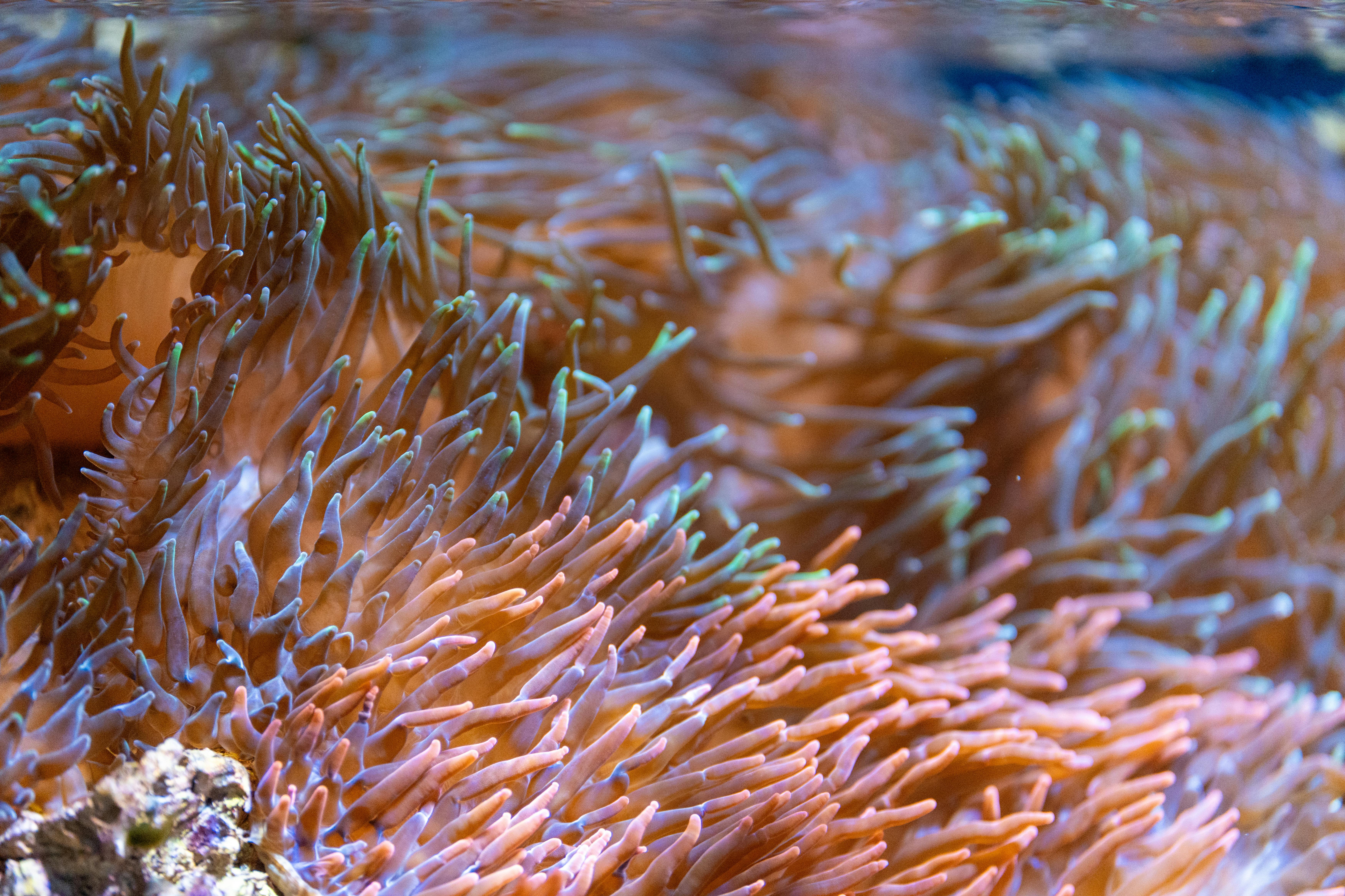 Detailed close-up of colorful sea anemone tentacles swaying underwater, showcasing vivid marine life.