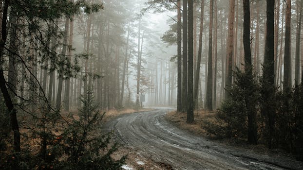 A winding road through a misty forest in Ocypel, Poland, creating a moody atmosphere.