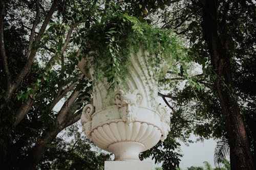 Foto d'estoc gratuïta de arbres, nau, plantes