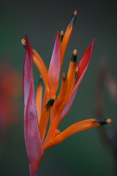 Foto profissional grátis de flor, flor de papagaio, laranja