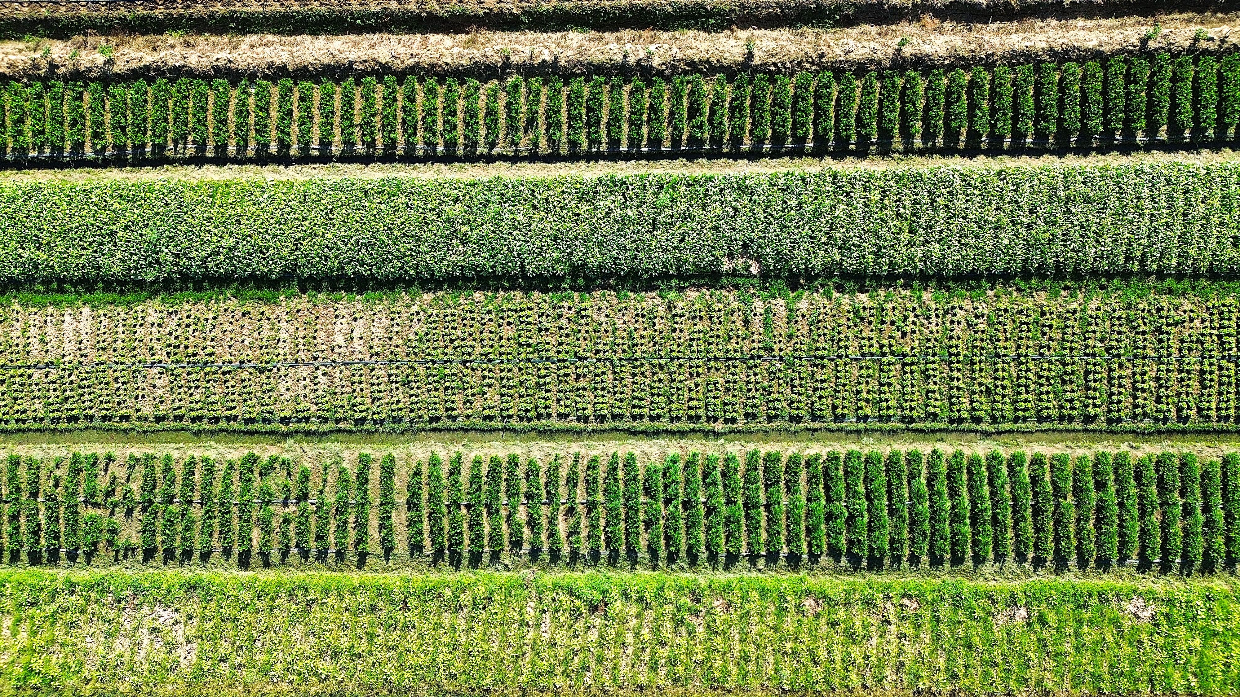 Aerial View of Lush Crop Fields in Trinidad and Tobago · Free Stock Photo