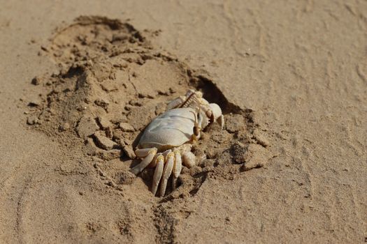 Close-up of a crab partially buried in the sand on a beach. Natural habitat display.