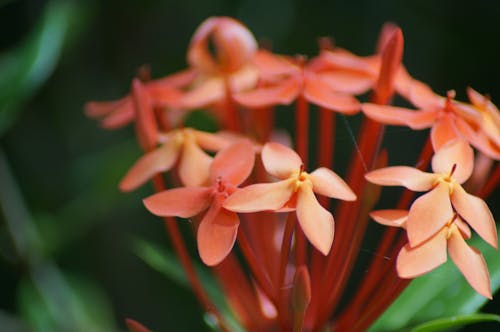 꽃, 산호, 확대 사진의 무료 스톡 사진
