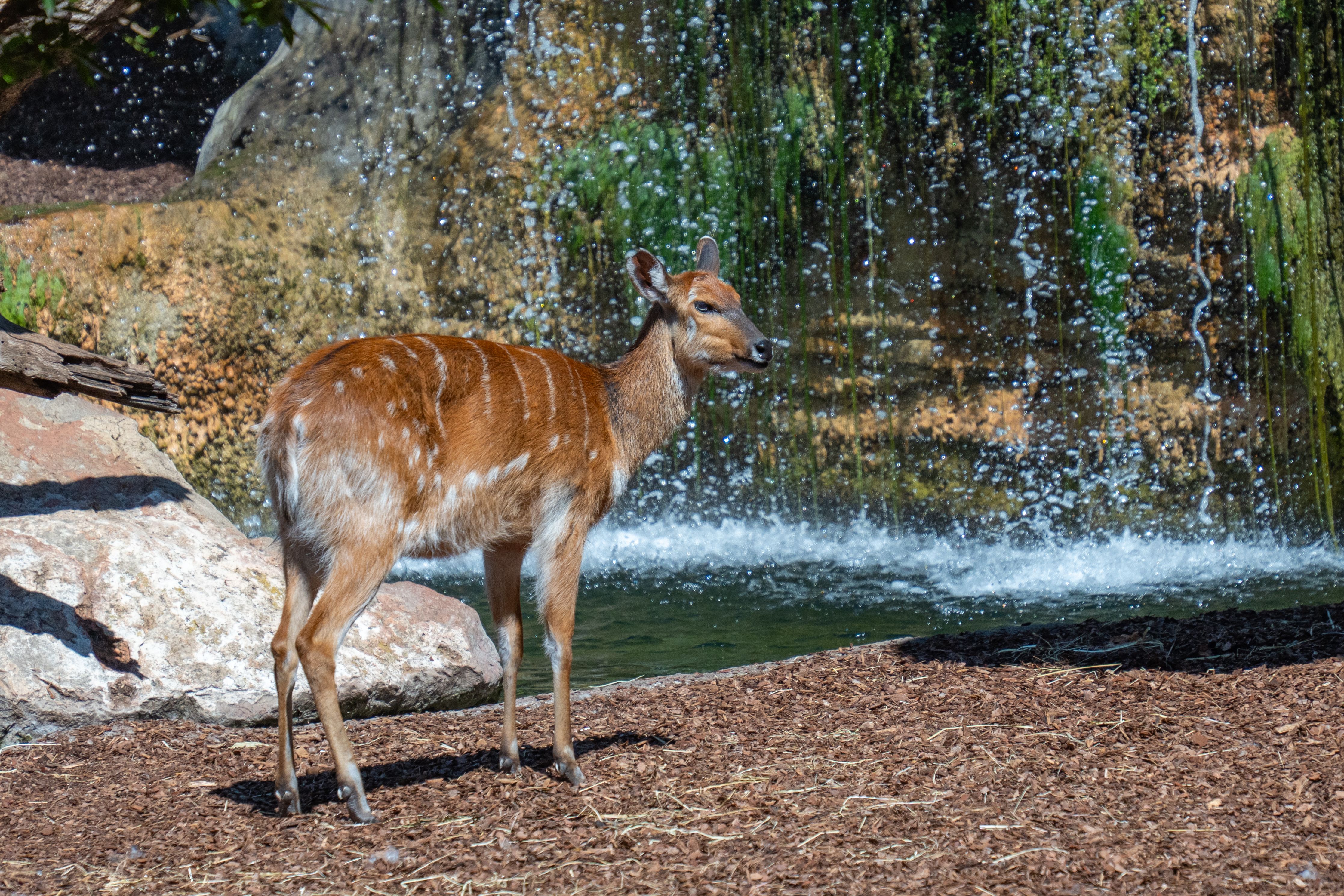 A beautiful sitatunga antelope stands gracefully near a waterfall in a natural habitat.