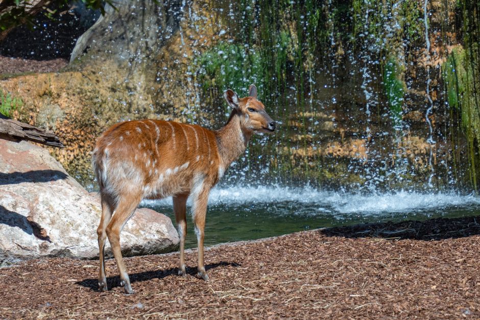 A beautiful sitatunga antelope stands gracefully near a waterfall in a natural habitat.
