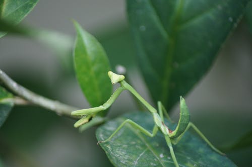 Free stock photo of green, nature, praying mantis