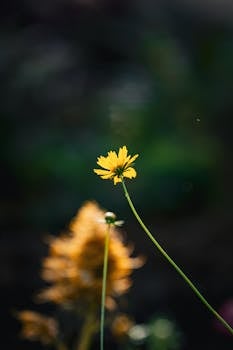 Vibrant yellow flower in Thailand stands out against a dark blurred background, highlighting its natural beauty.