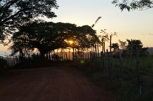 Foto profissional grátis de árvore, costa rica, pôr do sol