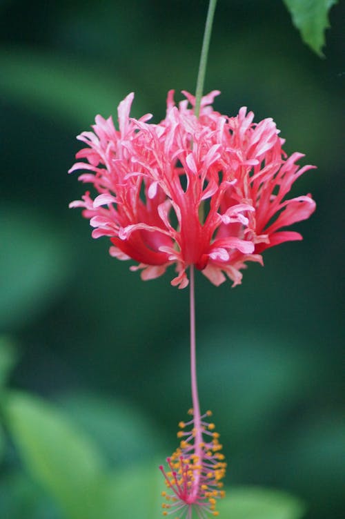 Бесплатное стоковое фото с Гибискус, цветок