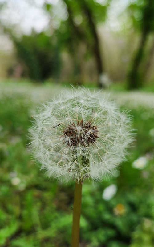 Free A dandelion with seeds ready to disperse, set against a lush green meadow background. Stock Photo
