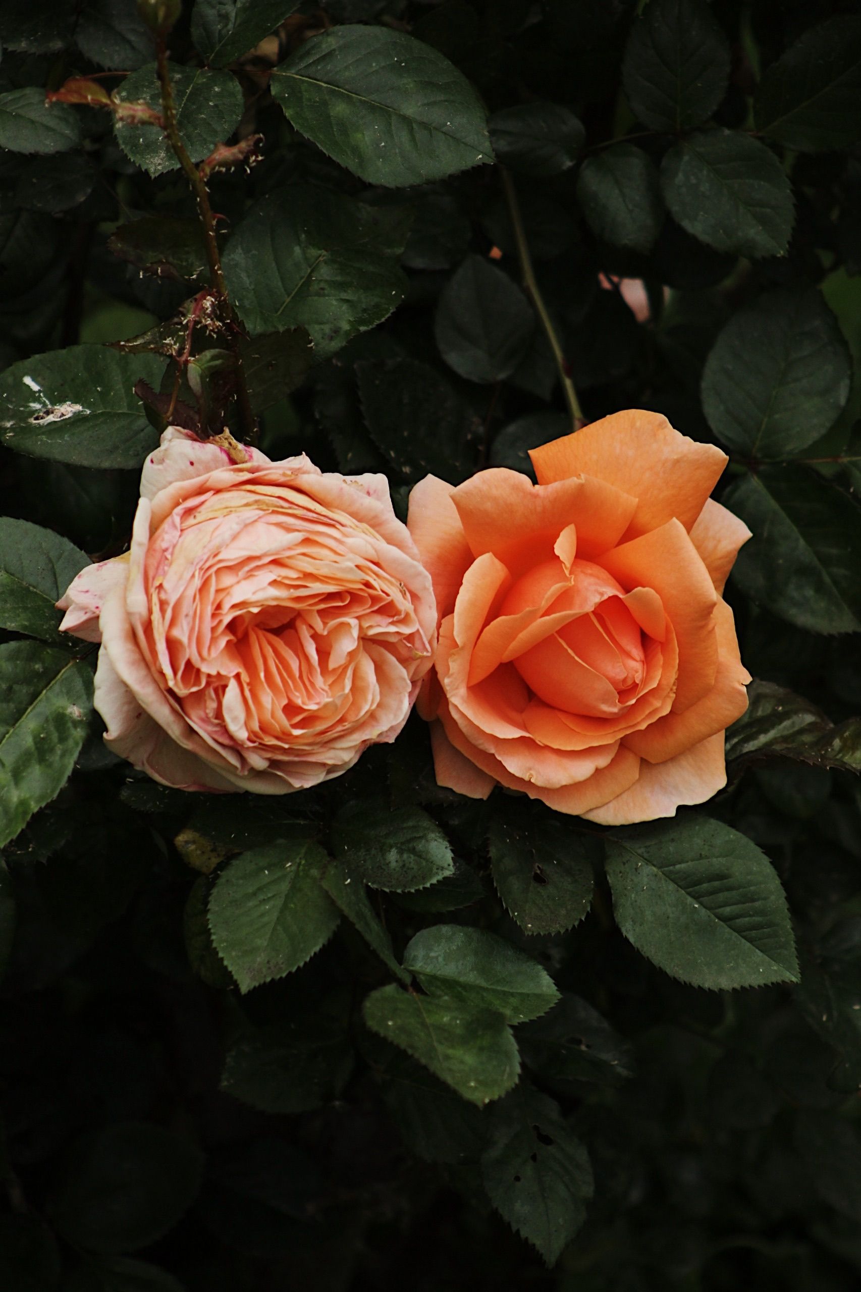 Close-up of Dual Roses with Lush Greenery · Free Stock Photo