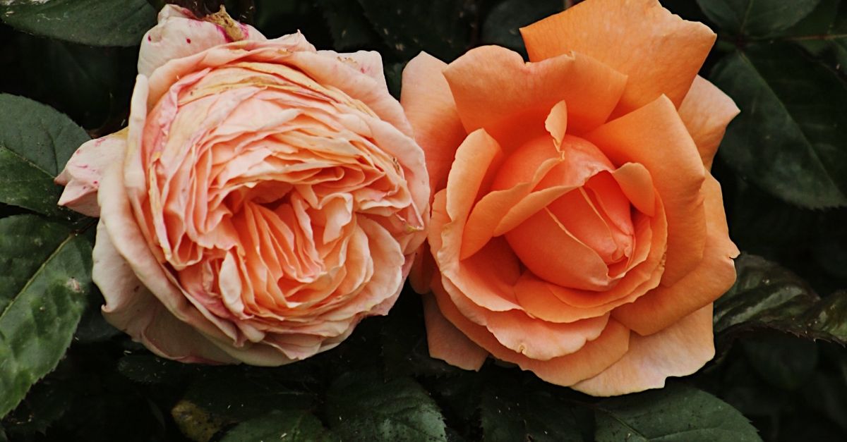 Dual Roses Book Close-up of Dual Roses with Lush Greenery · Free Stock Photo