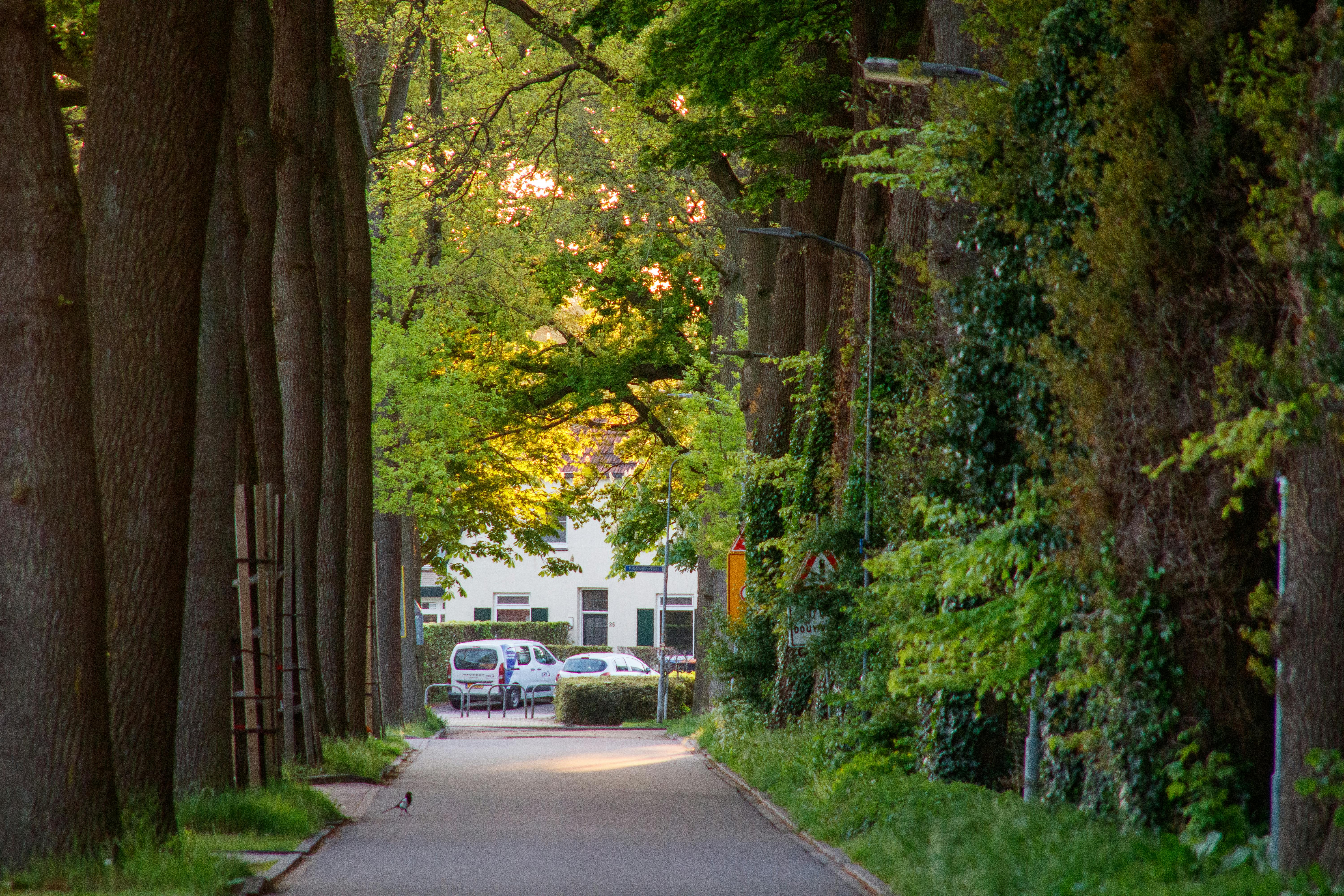 Peaceful tree-lined road with sunlight filtering through the leaves.