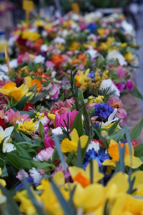 Free stock photo of bright colours, farmers market, flower