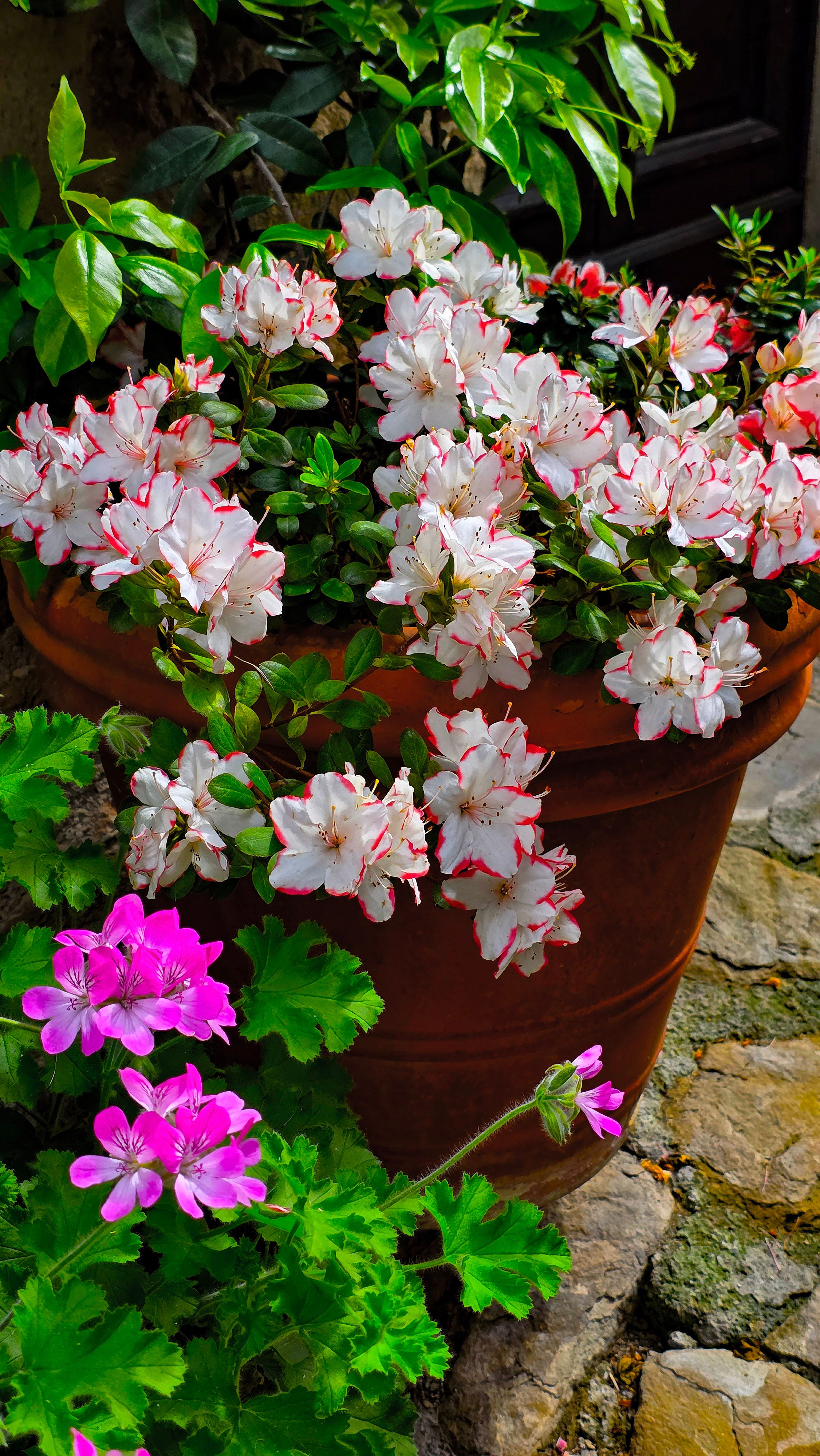 Gratis Bellissimo giardino con azalee e gerani in fiore in un vaso di terracotta. Foto a disposizione