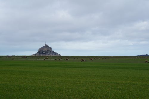 Campo De Hierba Verde