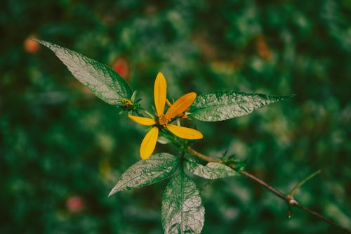 Free Close-up of a yellow flower surrounded by lush green leaves in Minas Gerais, Brazil. Stock Photo