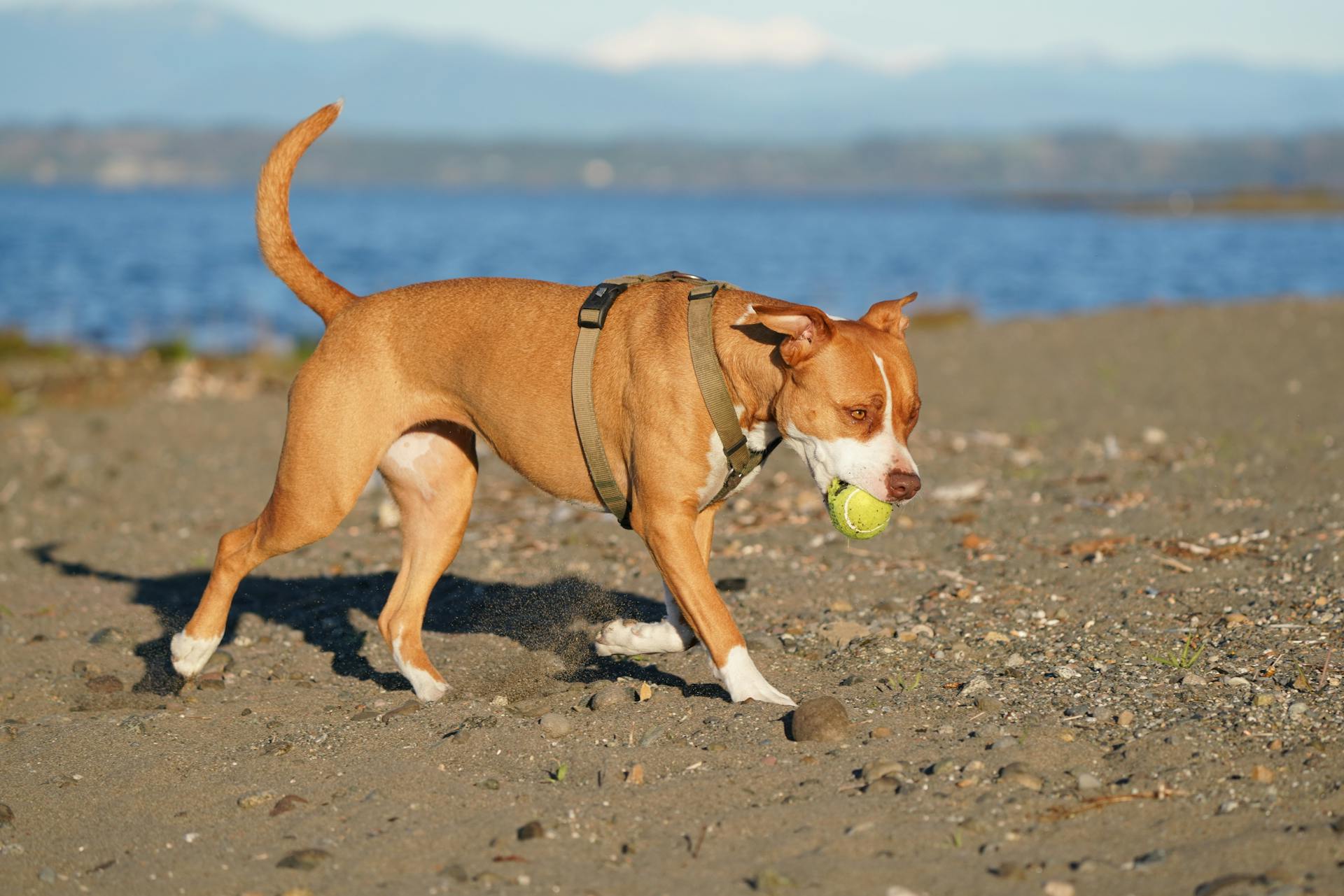 A lively pitbull dog playing with a tennis ball on a sandy beach by the sea.