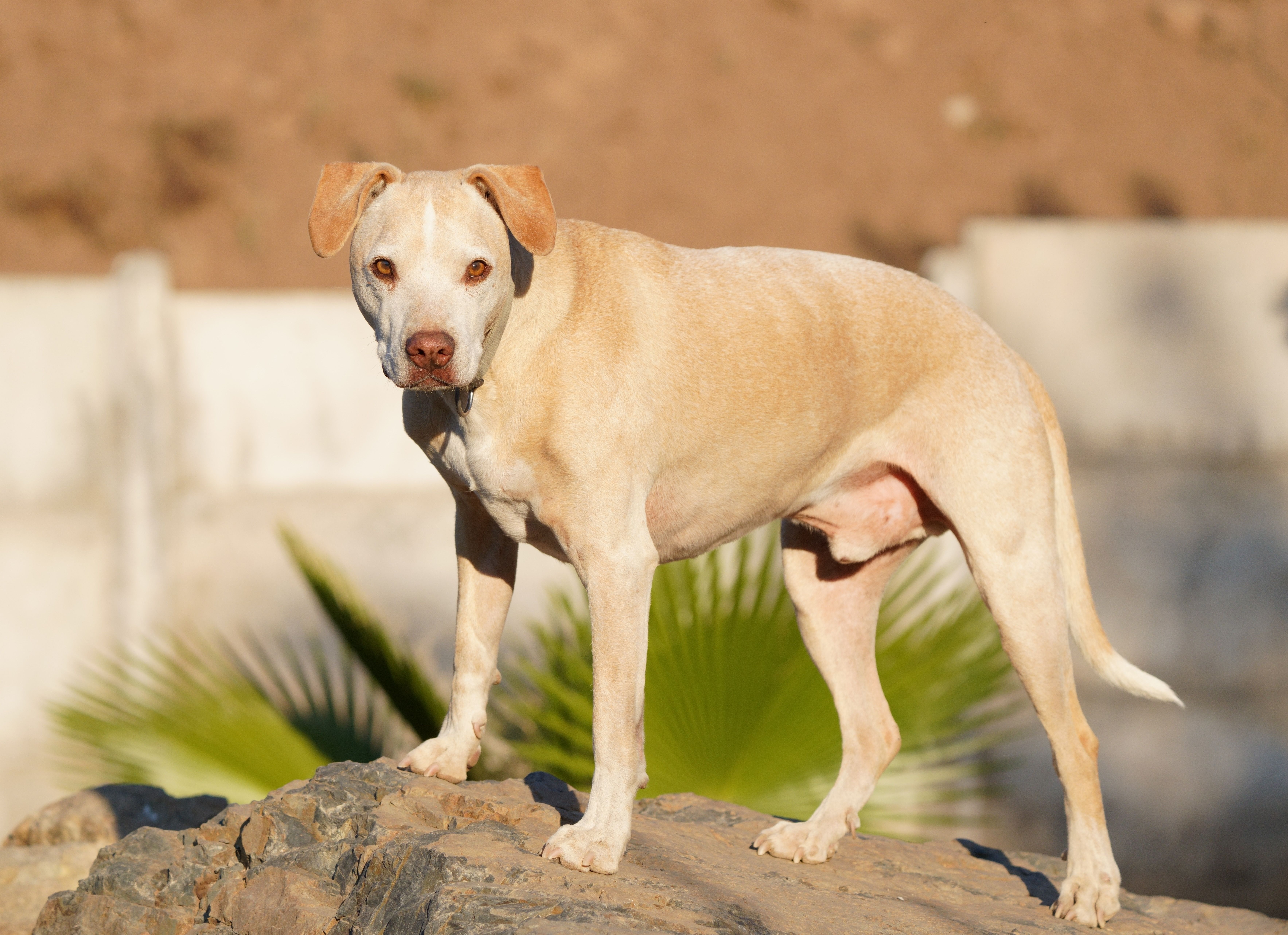 A vigilant pitbull standing confidently on rocks, illuminated by sunlight outdoors.
