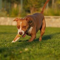 Pitbull