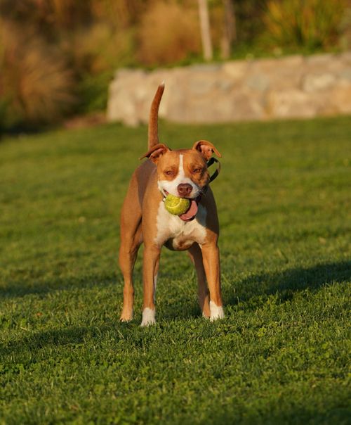 Free Energetic pitbull playing fetch with a tennis ball on a sunny day in the park. Stock Photo