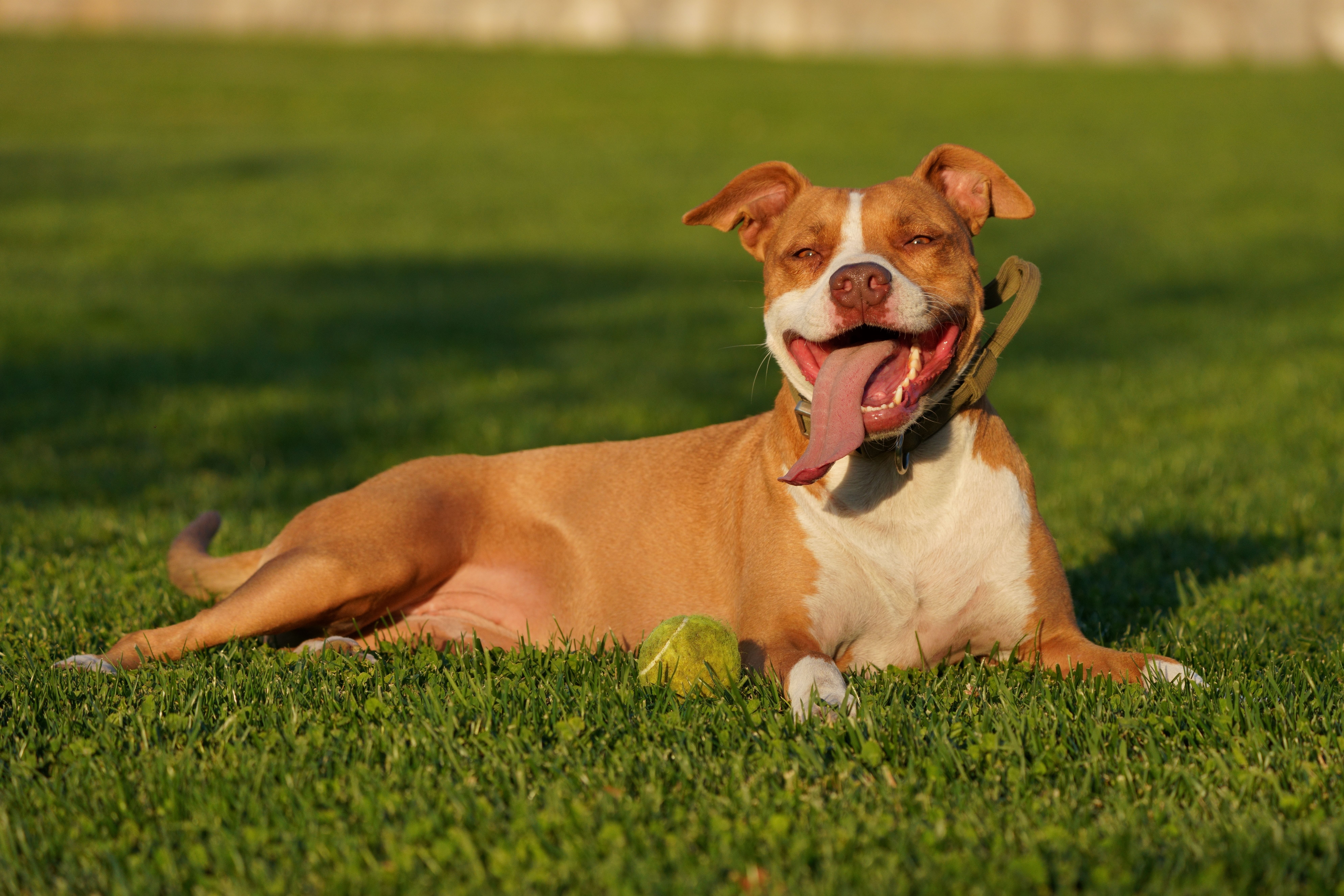 Best Dog Food for Pit Bulls? Compare Calories, Protein and Cost Before You Buy