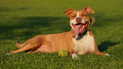 Best Dog Food for Pit Bulls? Compare Calories, Protein and Cost Before You Buy