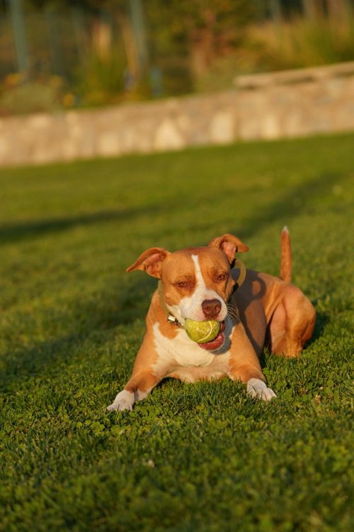 Free A playful pitbull enjoys a sunny day outdoors with a tennis ball on the grass. Stock Photo