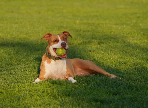 Free Friendly pitbull dog relaxing outdoors with a tennis ball in its mouth on a sunny day. Stock Photo