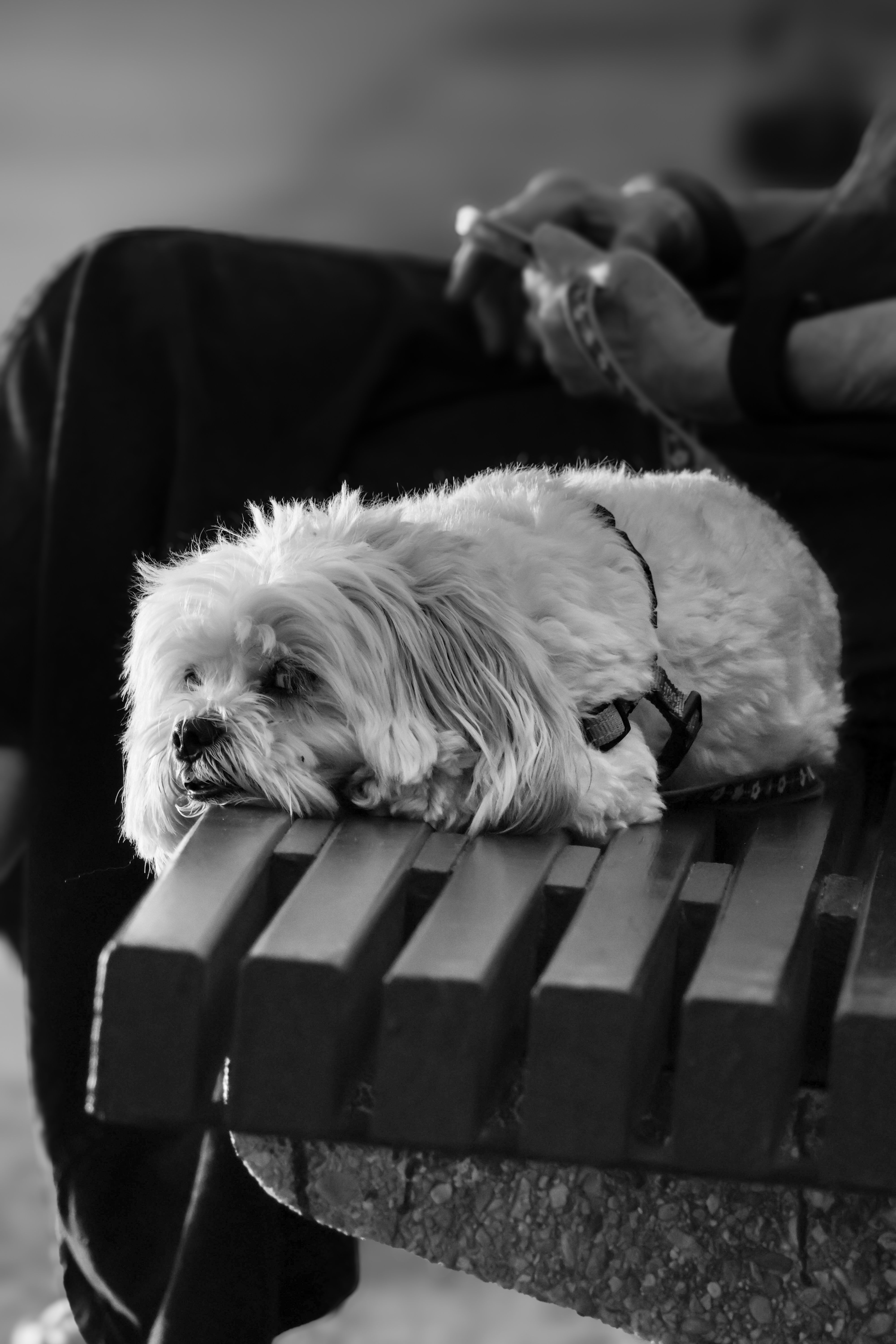 Black and White Portrait of a Small Dog Resting on a Bench · Free Stock ...