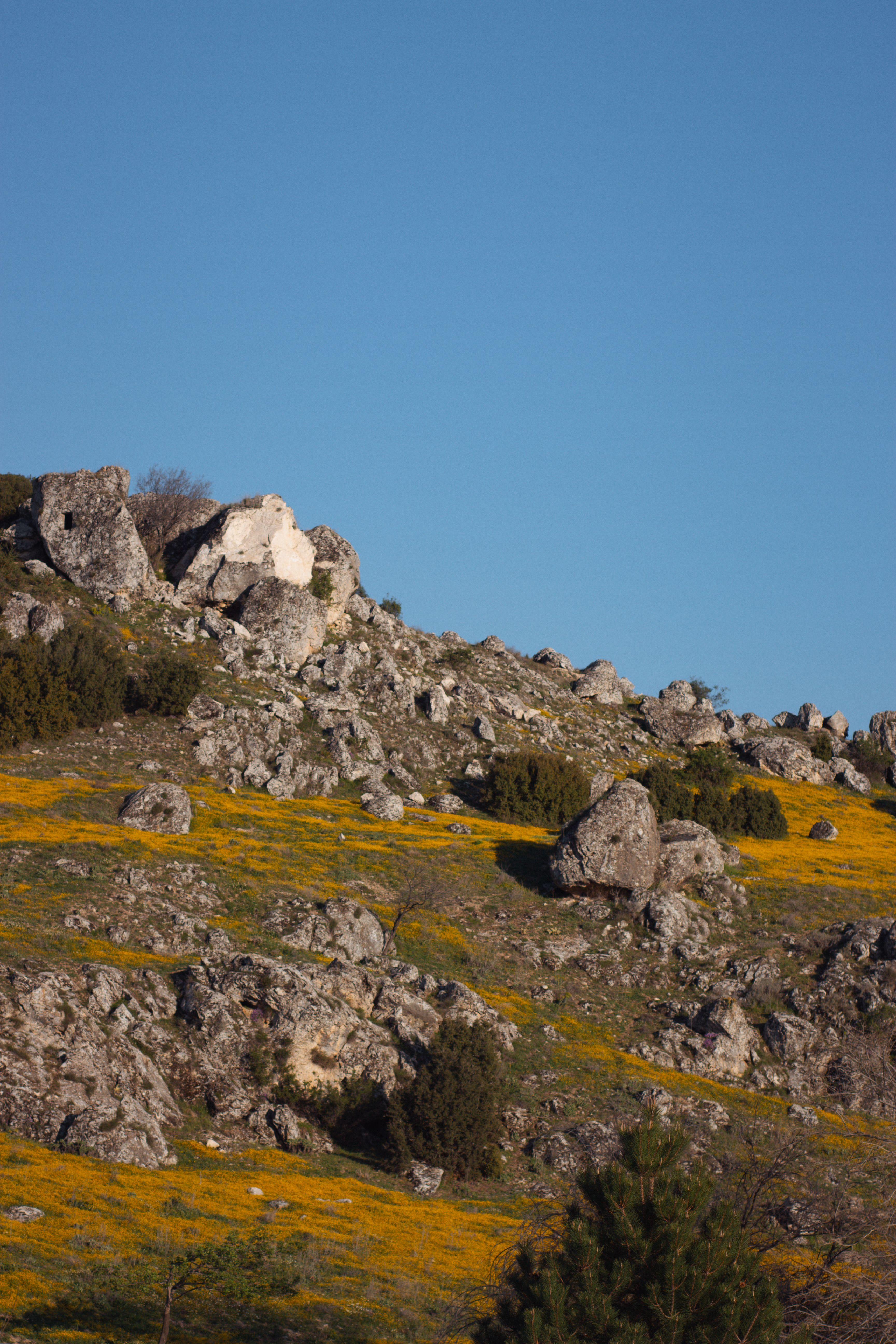 Sunny Hillside with Rocks and Yellow Wildflowers · Free Stock Photo