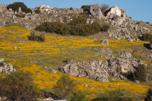 Free A scenic hillside covered with vibrant yellow wildflowers and rocks under a clear blue sky. Stock Photo